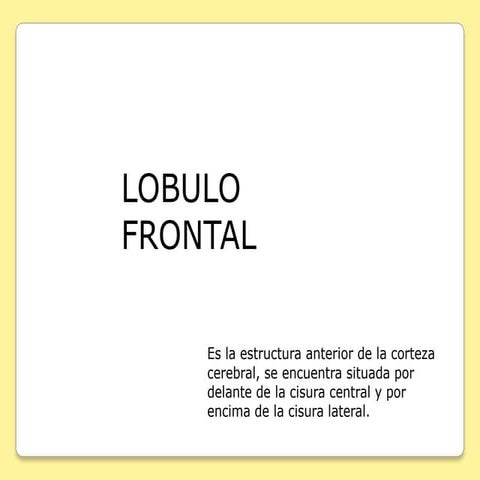 Lobulo frontal 2