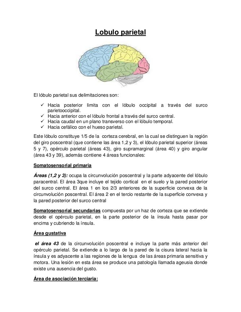 giro angular y supramarginal