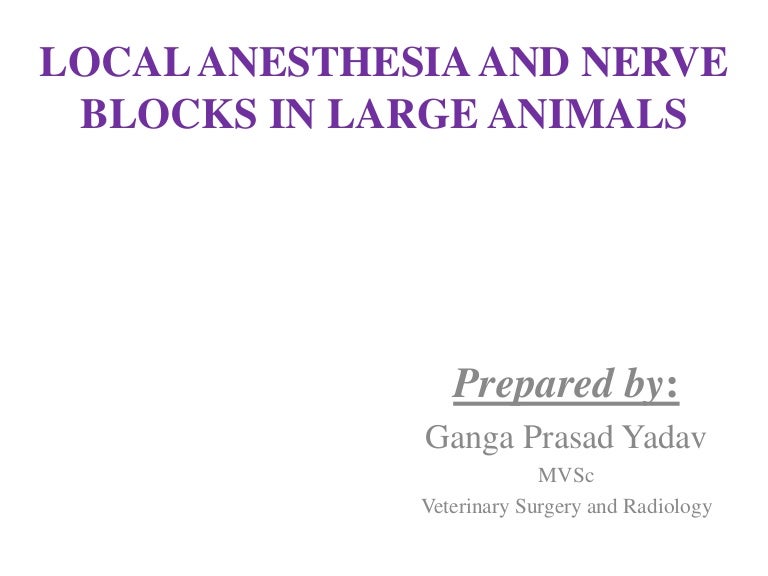 Local Anesthesia And Nerve Blocks In Large Animals