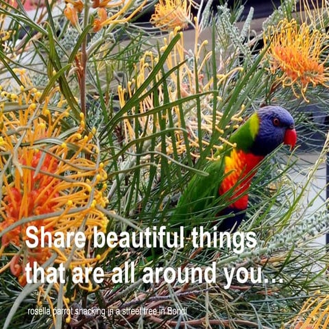 Local beauty in Sydney