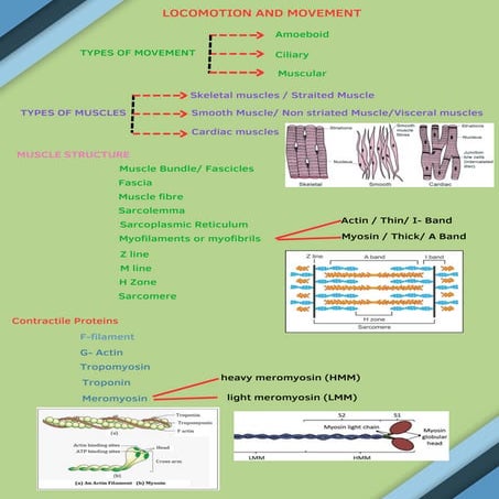 Locomotion and Movement.pdf. Infographics