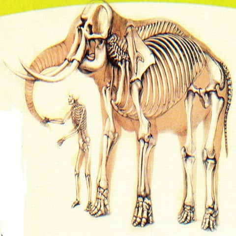 Locomotion and support