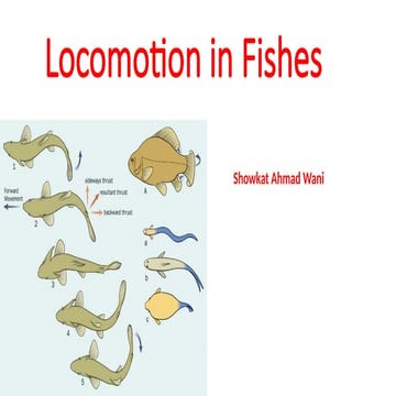 Locomotion in Fishes pptx. Different ways.