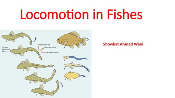 Musculature in Fishes. A lecture for B.Sc Students.pptx