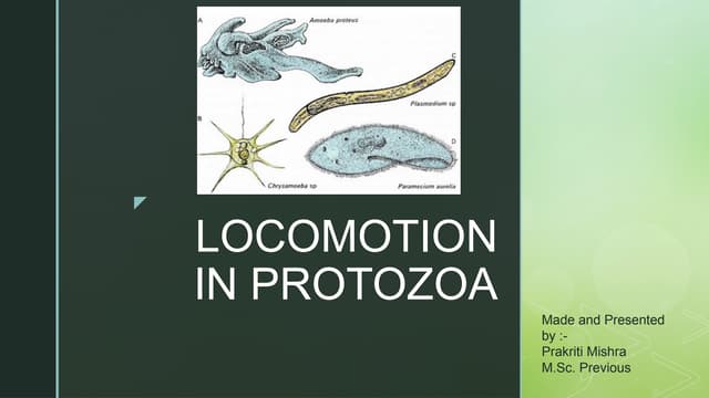 General characteristics and classification of phylum Protozoa | PPTX