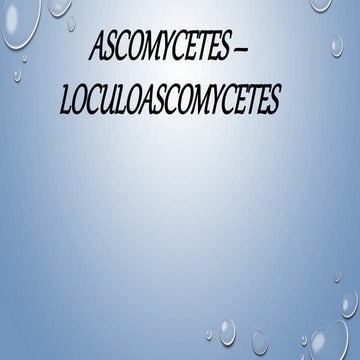 Loculoascomycetes^.^.pptx