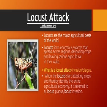 Locust attack