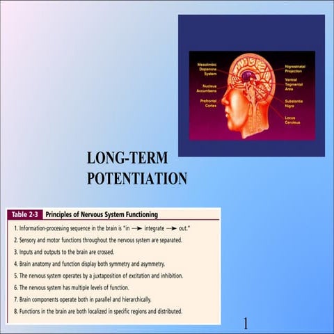 Long term potentiation