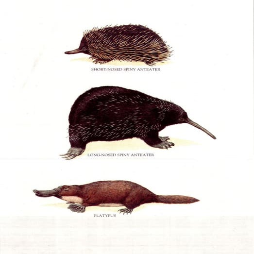 Longman mammals