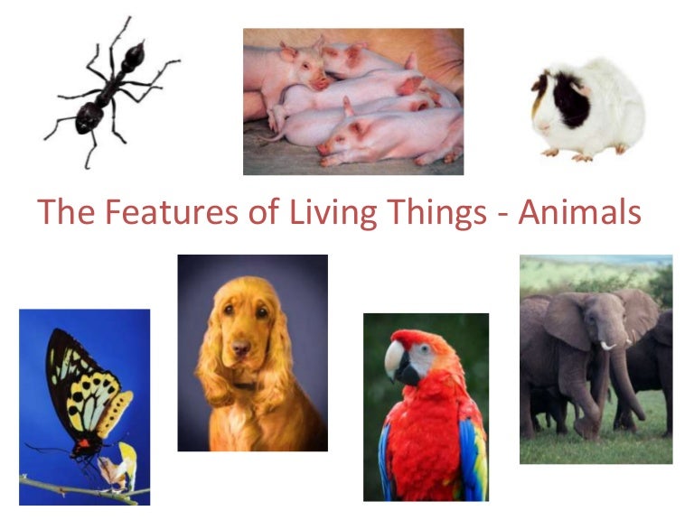 Features Of Living Things
