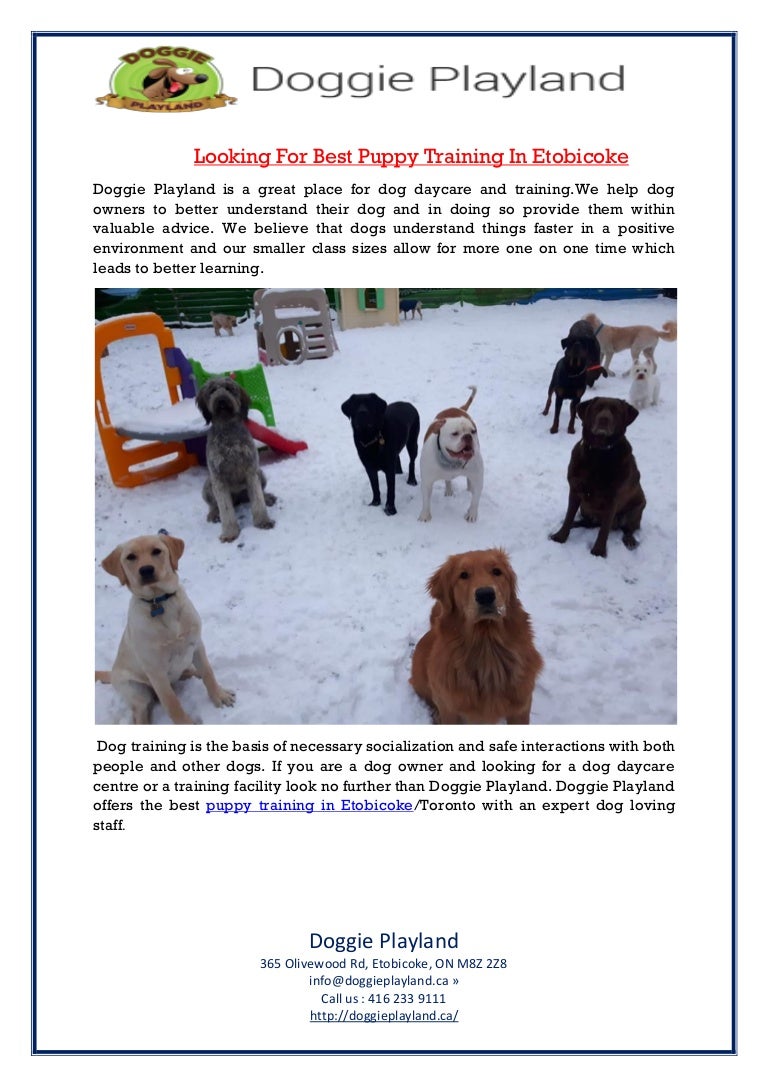 great pyrenees dog harness