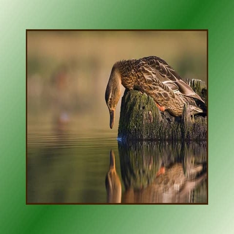 Look + Think + Feel + Dream + Reflect + Change   2009