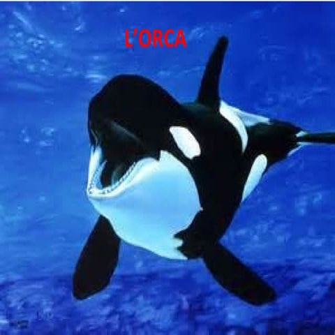 L'orca | PPT