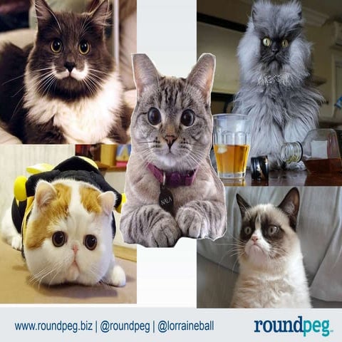 Cats rule the internet - Social Media Dames Fall 2014 