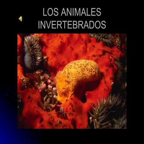 los invertebrados