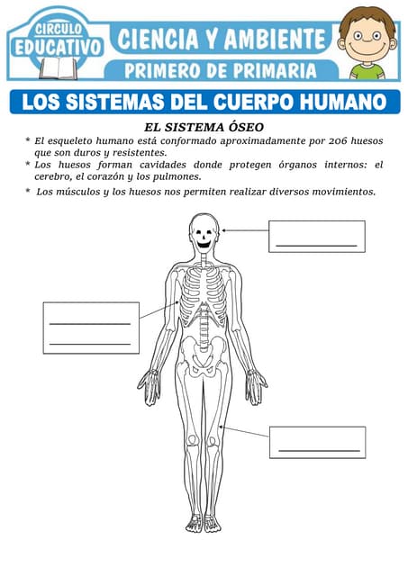 Hoja De Trabajo Sobre Los Sistemas Del Cuerpo Cómo Dibujar Y Pintar