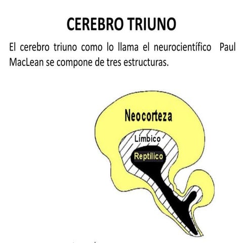 LOS 3 CEREBROS DE MCLEAN.ppt