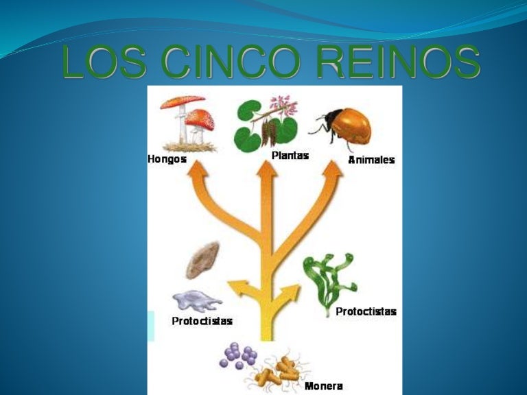 Los 5 reinos biologicos