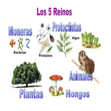 Los 5 reinos de la naturaleza | PPTX