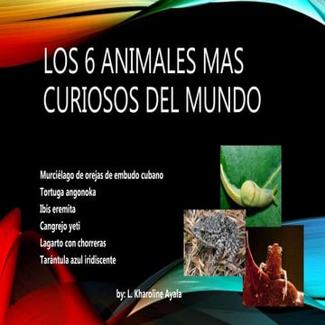 Los 6 animales mas curiosos del mundo