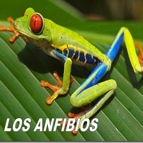 Los anfibios