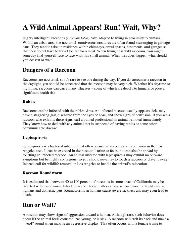 Los angeles wild raccoon removal services