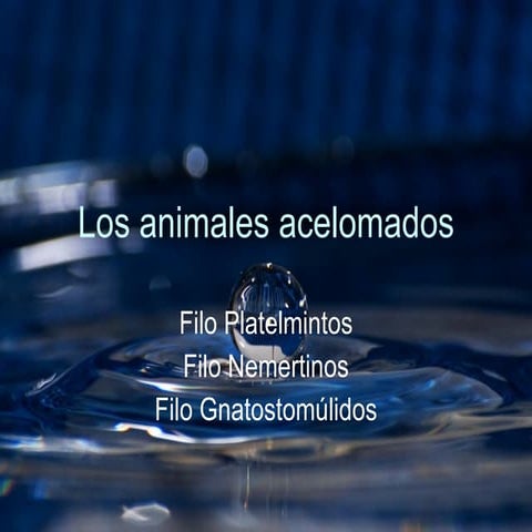 Los animales acelomados