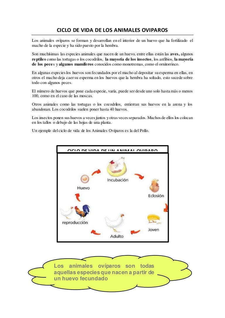 Los Animales Oviparos