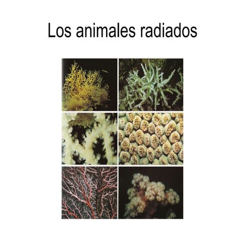 Los animales radiados