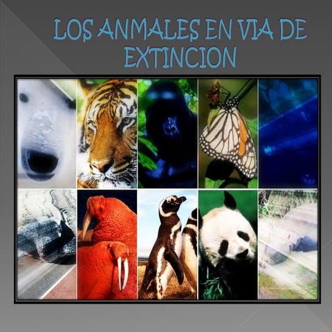 Los anmales en via de extincion