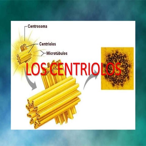 Los centriolos | PPTX