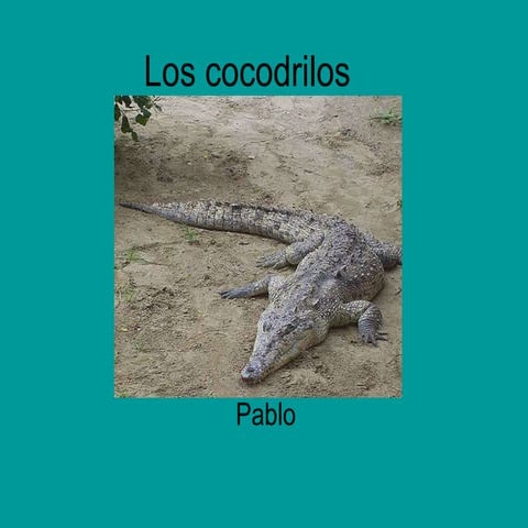 Los Cocodrilos