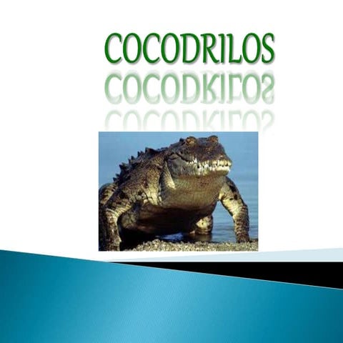 Los cocodrilos