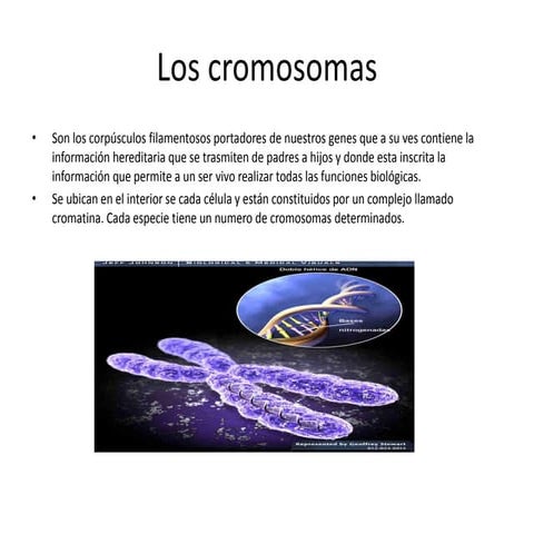 Los cromosomas