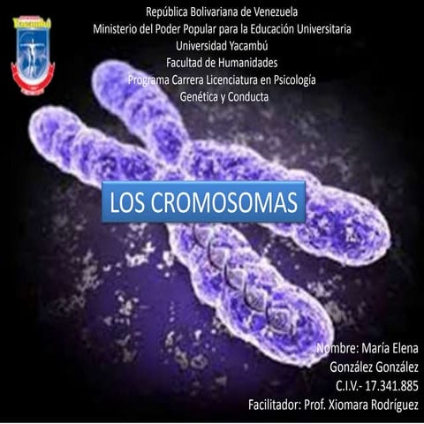 Los cromosomas