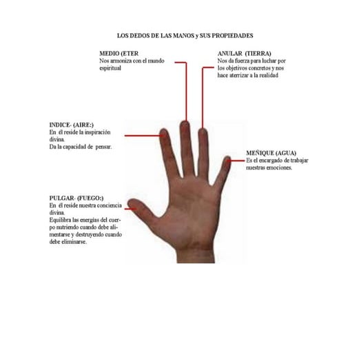 Los dedos de las manos y sus propiedades