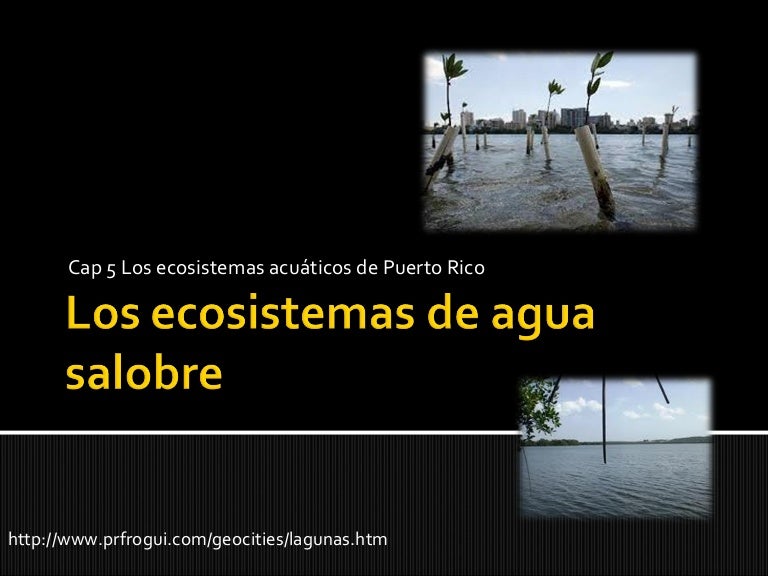 Los ecosistemas de agua salobre