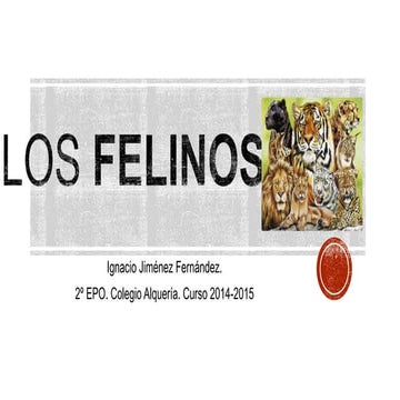 Los felinos