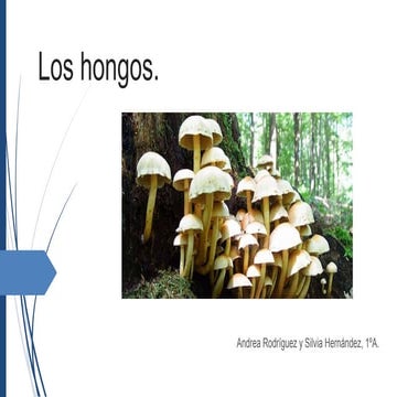 Los hongos (1)