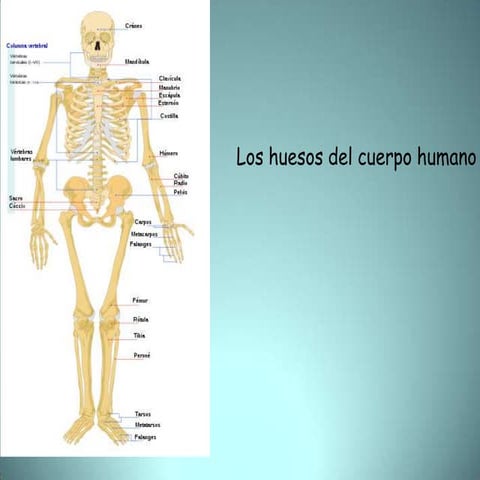 Los huesos del cuerpo humano