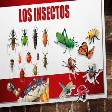 Los insectos | PDF