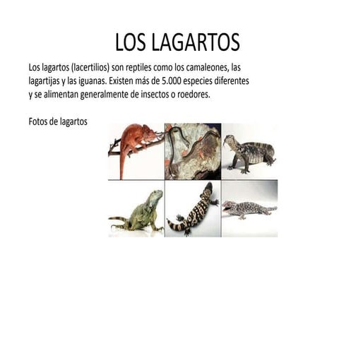 Los lagartos