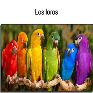 Los loros.