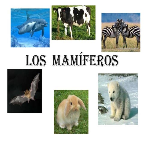 Los  mamíferos