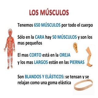 Los músculos. Presentación del alum...