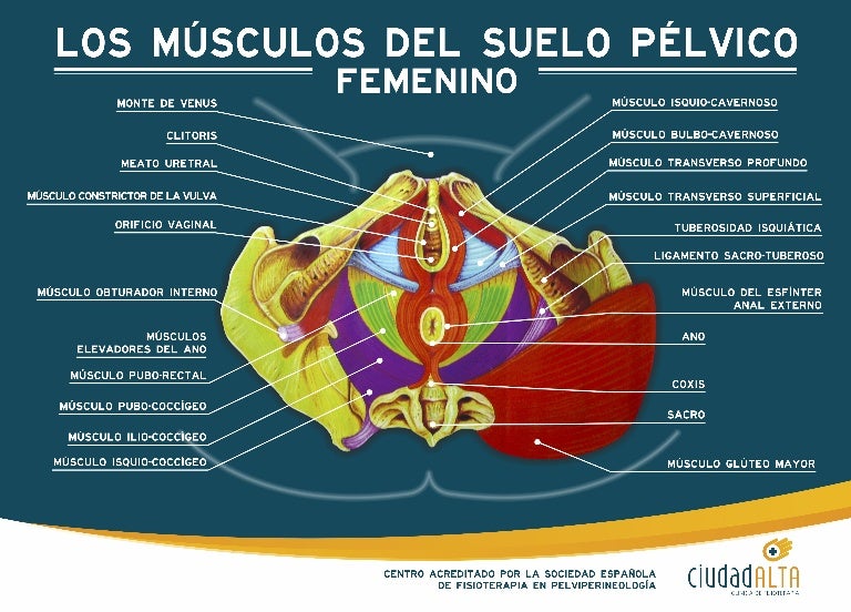 Ossos Pelvicos Femininos