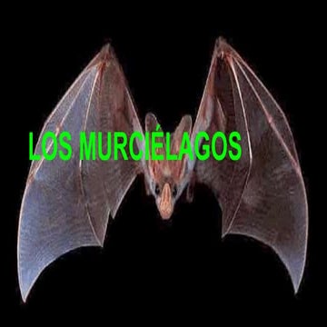 Los murciélagos