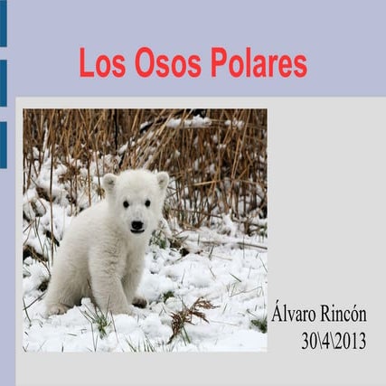 Los osos polares