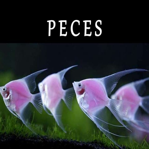 Vegetables | PPTX