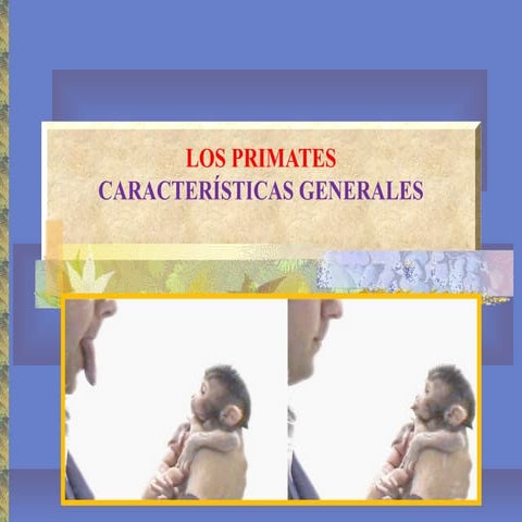 Los primates | PPT